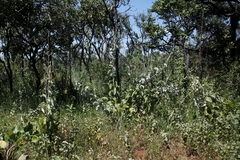 Chresta sphaerocephala