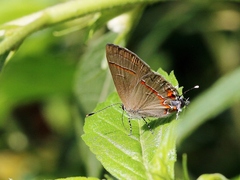 Arzecla tucumanensis
