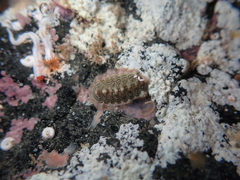 Onithochiton neglectus