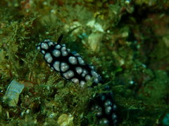Phyllidiella