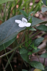 Justicia phyllocalyx