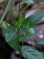 Justicia phyllocalyx