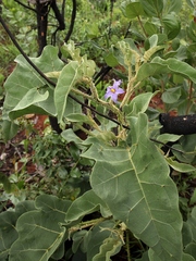 Solanum falciforme