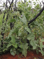 Solanum falciforme