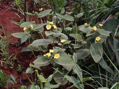 Turnera lamiifolia
