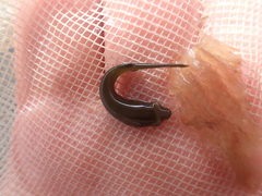 Gastroscyphus hectoris