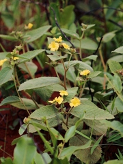 Turnera lamiifolia