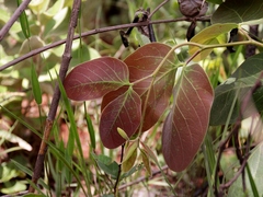 Hymenaea stigonocarpa