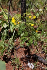 Chamaecrista neesiana