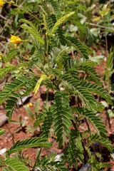 Chamaecrista neesiana