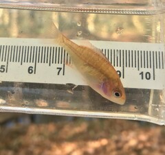 Lepomis megalotis