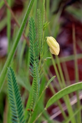 Chamaecrista flexuosa