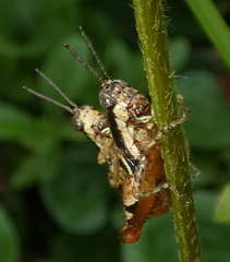 Eujivarus meridionalis