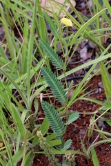 Chamaecrista flexuosa