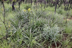 Bromelia goyazensis