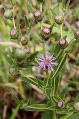 Vernonia bardanoides
