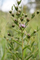Vernonia bardanoides