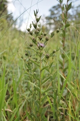Vernonia bardanoides
