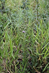 Vernonia bardanoides