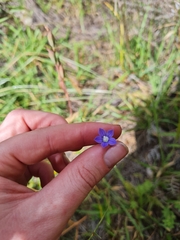 Wahlenbergia violacea