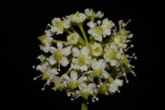 Ligusticum porteri