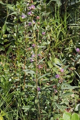 Vernonia bardanoides