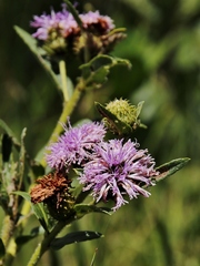 Vernonia bardanoides