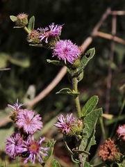 Vernonia bardanoides