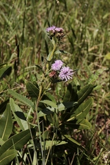 Vernonia bardanoides