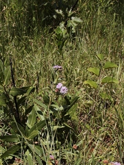 Vernonia bardanoides
