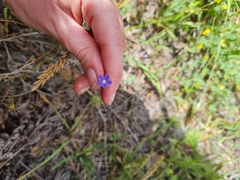 Wahlenbergia violacea