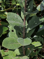 Vernonia bardanoides