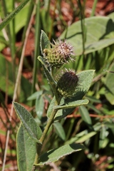 Vernonia bardanoides