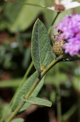 Vernonia bardanoides
