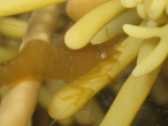 Hippolyte multicolorata