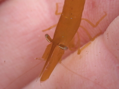 Hippolyte multicolorata