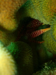 Trapezia rufopunctata