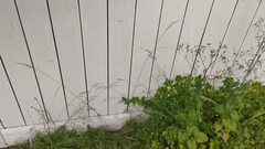 Rytidosperma unarede