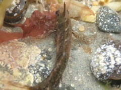 Notoclinus compressus