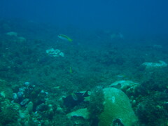 Pomachromis guamensis
