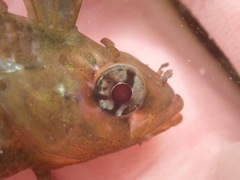 Notoclinus compressus