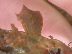 Notoclinus compressus