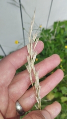 Rytidosperma unarede