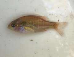 Lepomis megalotis