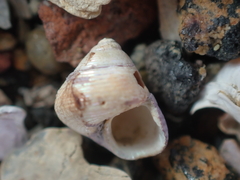 Micrelenchus huttonii