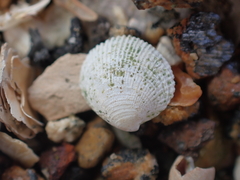 Austrovenus stutchburyi
