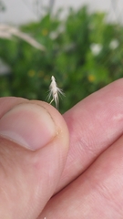 Rytidosperma unarede