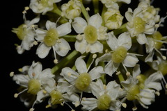 Ligusticum porteri