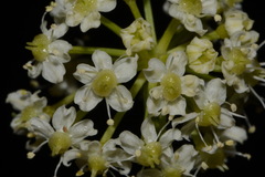 Ligusticum porteri