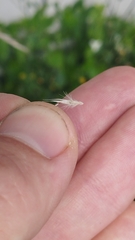 Rytidosperma unarede